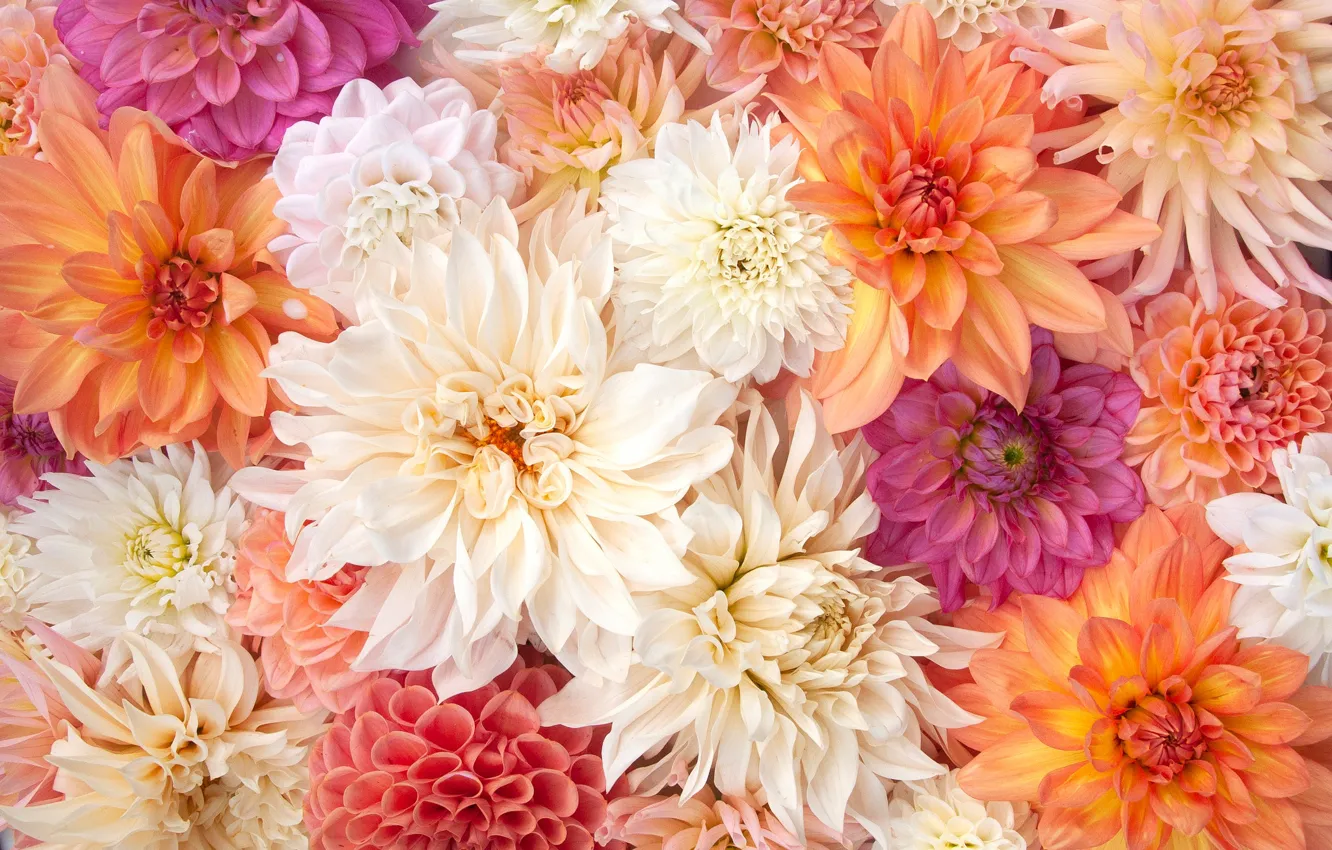 Фото обои цветы, лепестки, белые, оранжевые, много, разные, композиция, георгины