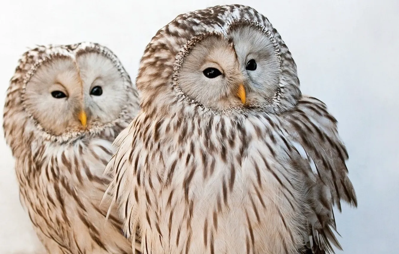 Фото обои animals, birds, animal themes, two white and brown owl figurines