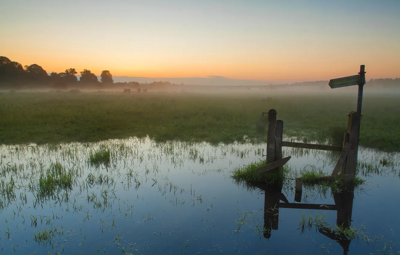 Фото обои трава, вода, солнце, деревья, туман, болото, утро, указатель