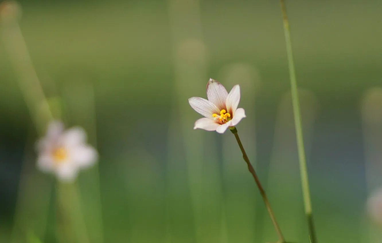 Фото обои зелень, цветок, макро, полевой, Zephyranthes candida