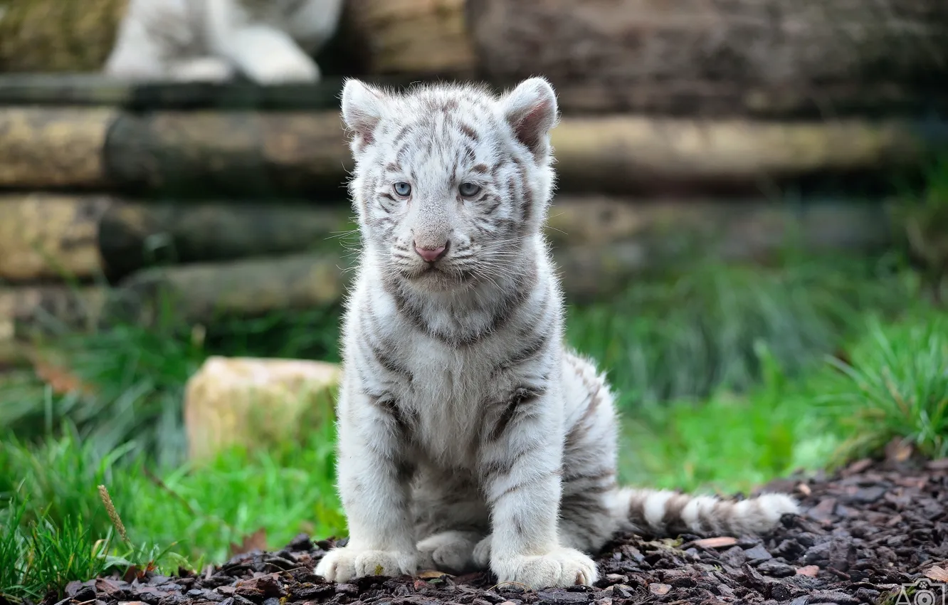 Фото обои котенок, хищник, мордочка, белый тигр, детеныш, дикая кошка, тигренок