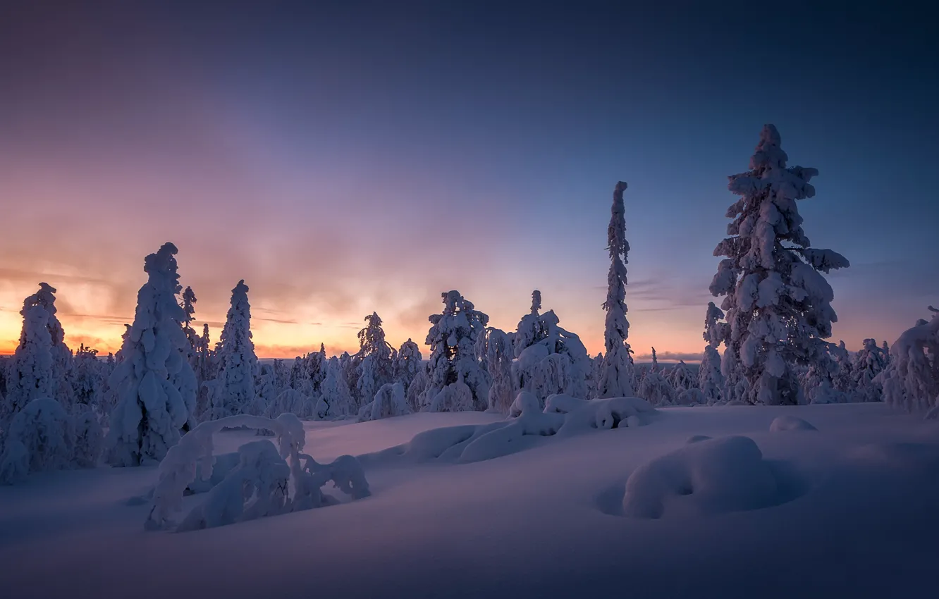 Фото обои зима, снег, деревья, закат, сугробы, Финляндия, Finland, Lapland