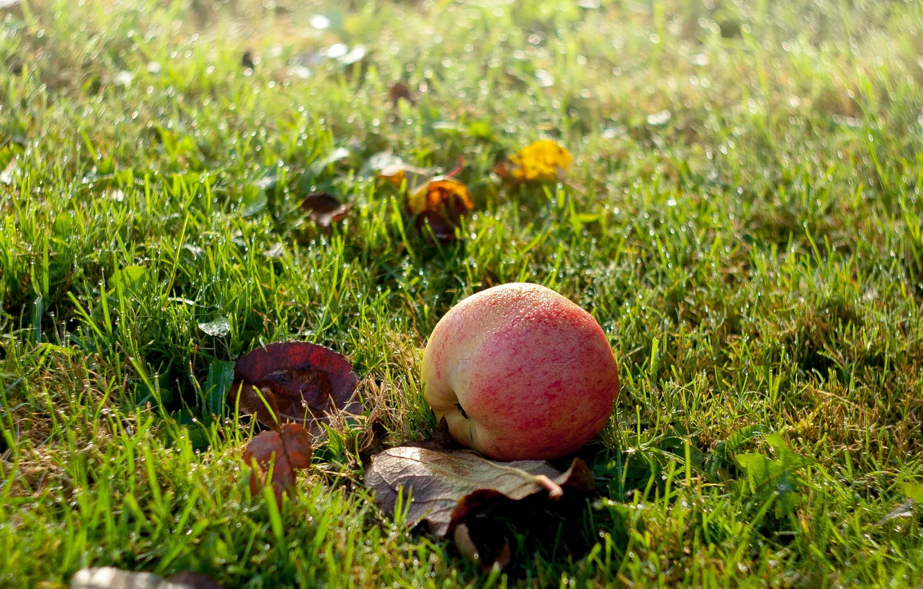 Фото обои осень, трава, роса, яблоко, утро