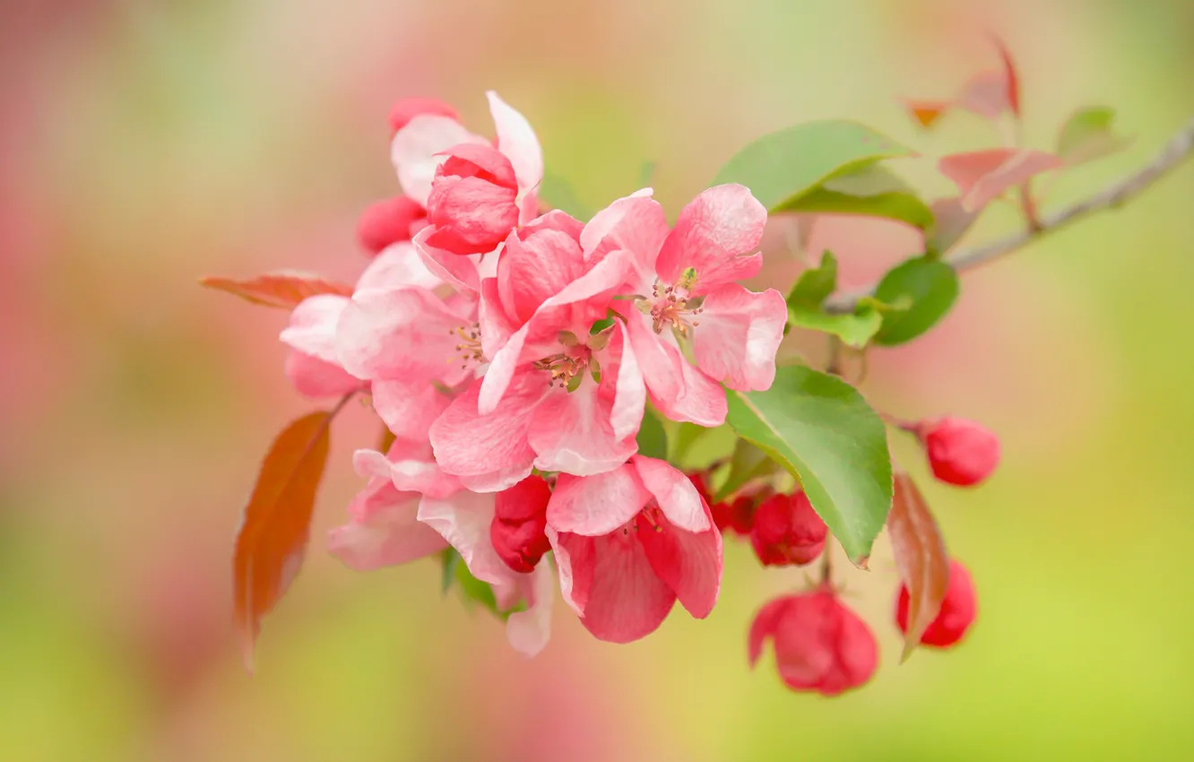 Фото обои макро, фон, ветка, весна, яблоня, цветение, цветки, бутончики