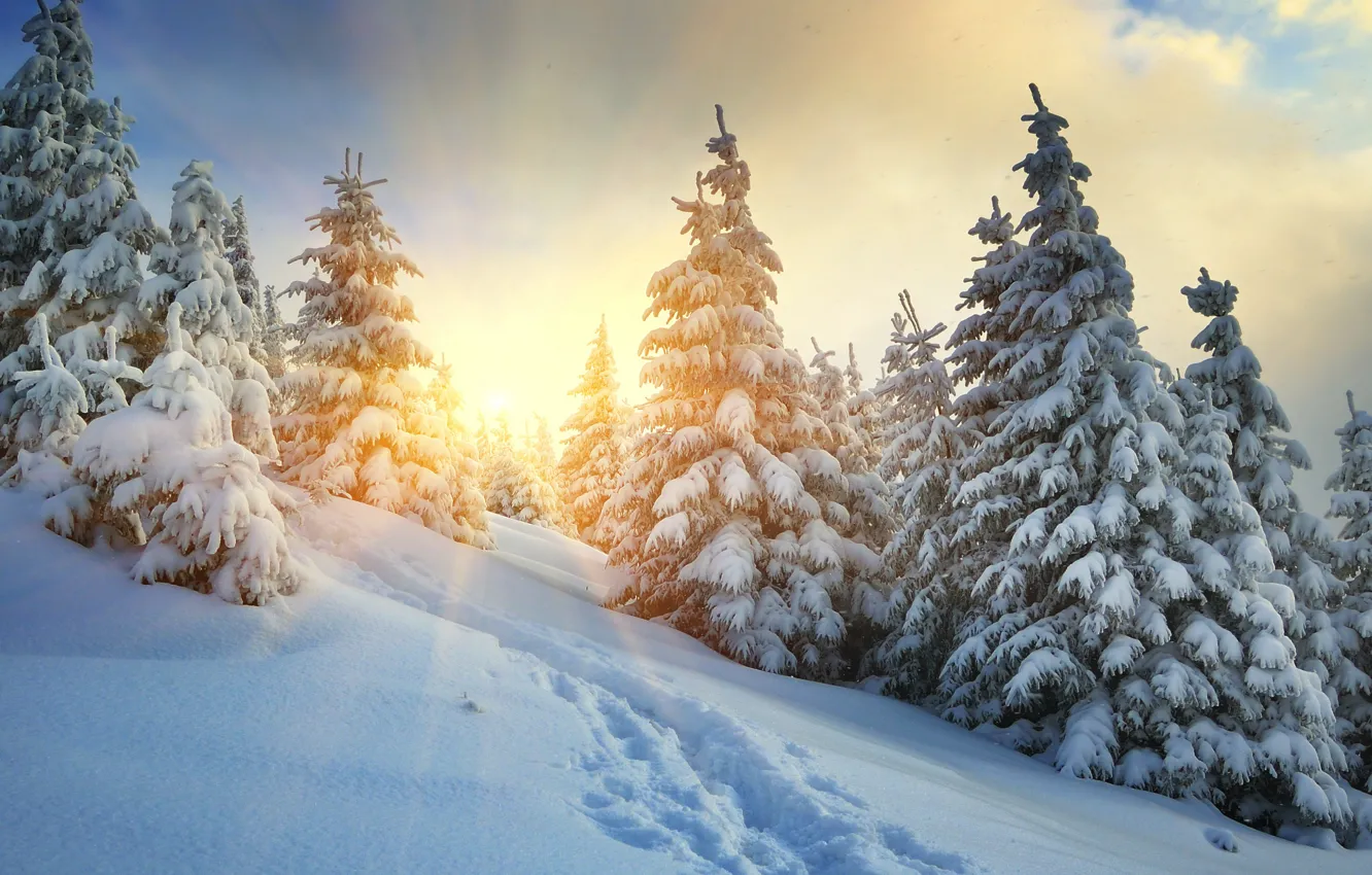 Фото обои холод, зима, лес, небо, солнце, облака, лучи, снег