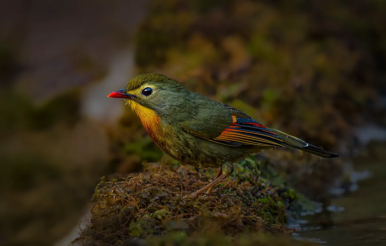 Фото обои природа, птица, мох, красноклювый лиотрикс, Saxena Vipul