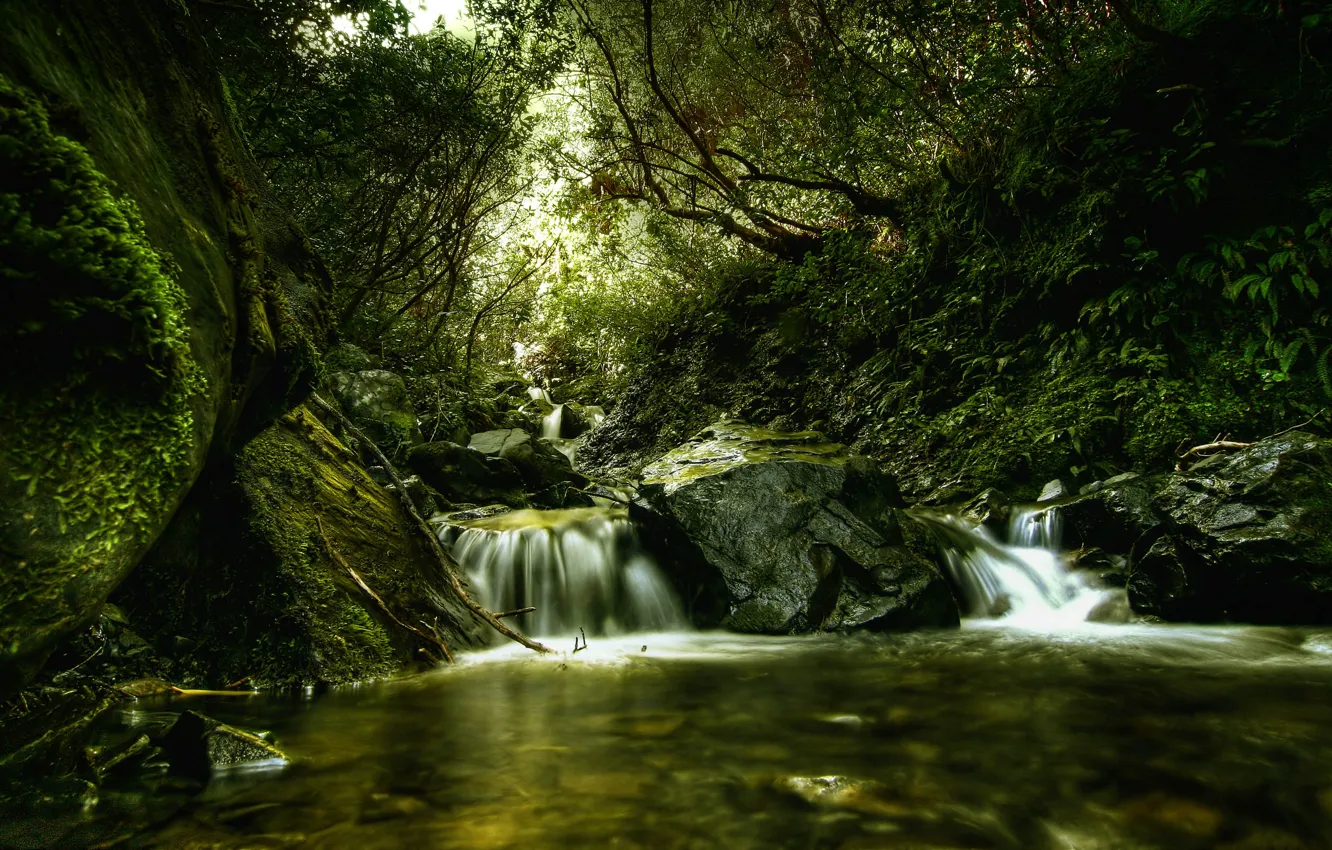 Фото обои зелень, лес, река, движение