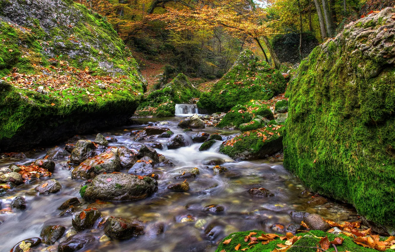 Фото обои осень, лес, листья, река, ручей, камни, валуны