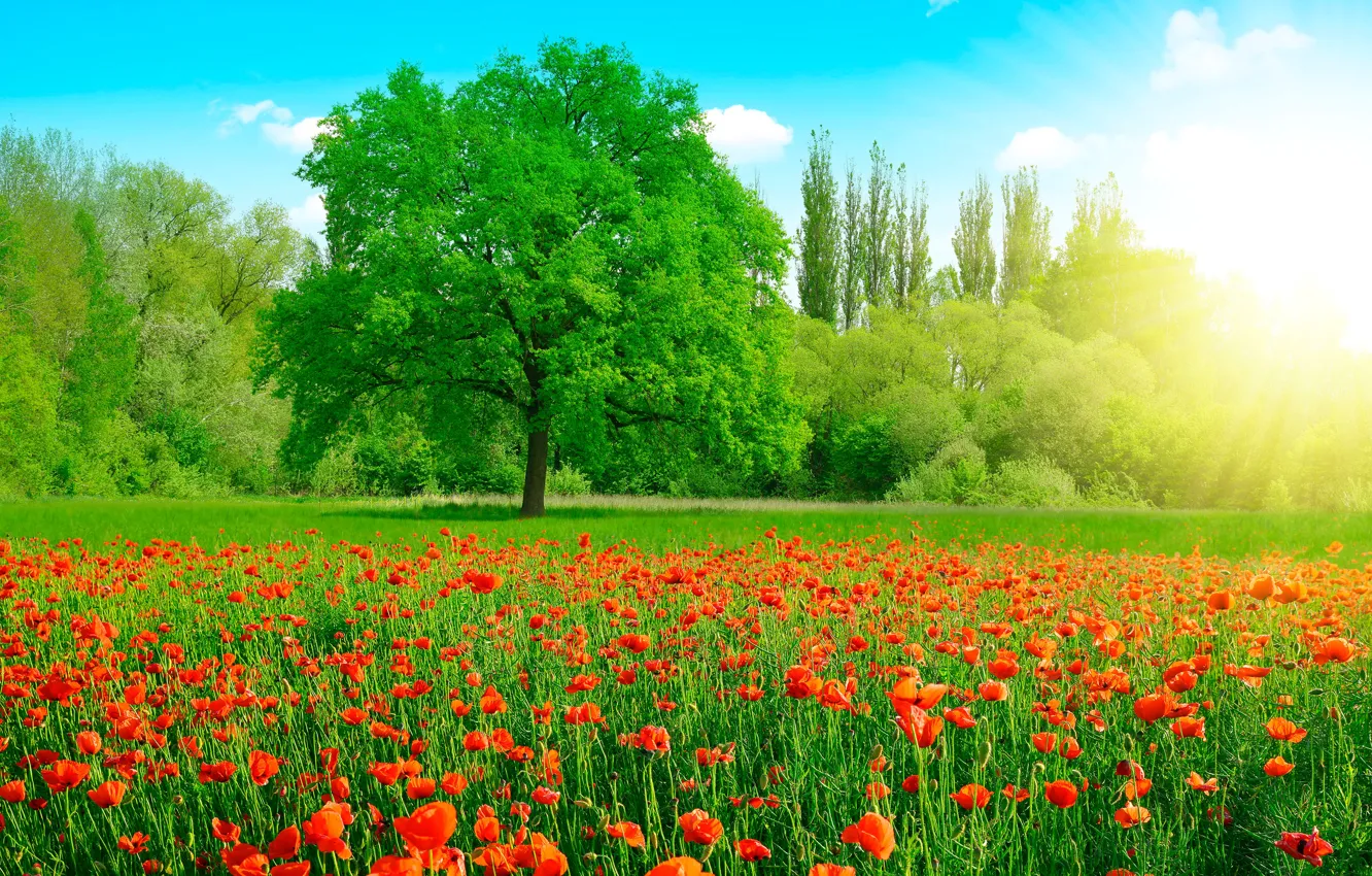 Фото обои зелень, поле, лето, небо, трава, солнце, облака, деревья