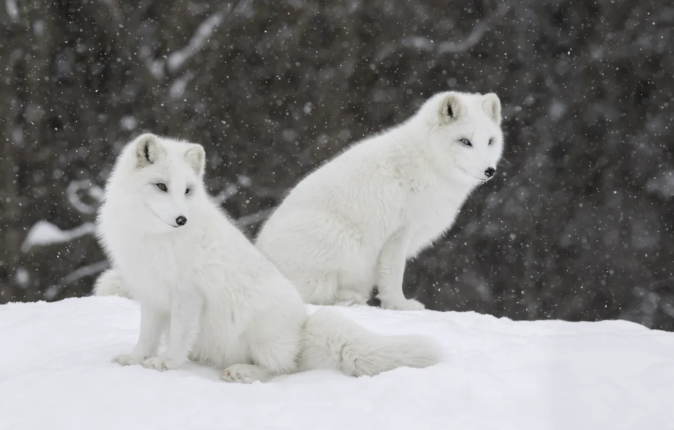 Фото обои Природа, Зима, Снег, Пара, Лисята