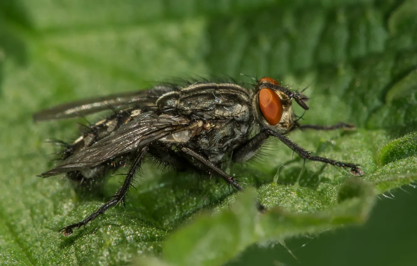 Фото обои природа, насекомое, серая мясная муха