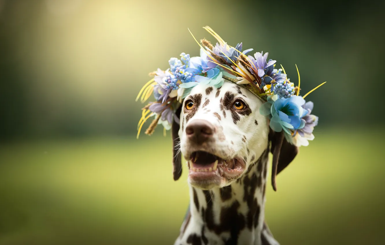 Фото обои морда, цветы, фон, собака, венок