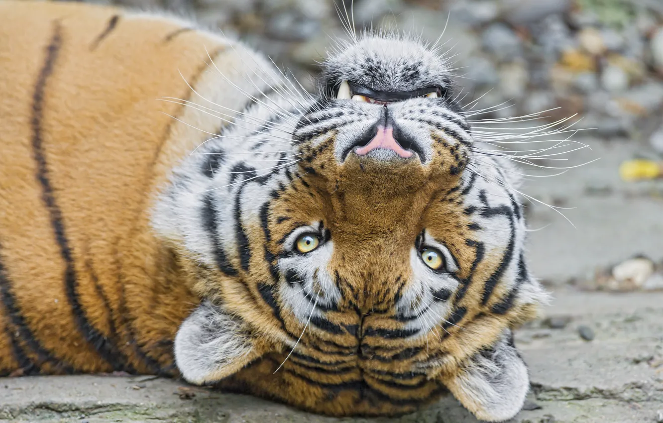 Фото обои кошка, взгляд, морда, тигр, амурский, ©Tambako The Jaguar