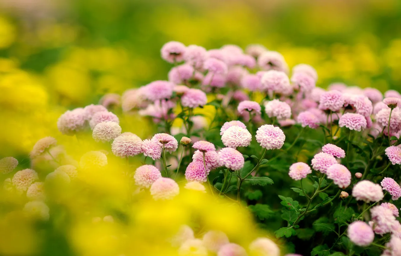 Фото обои цветы, куст, размытие, розовые, желтый фон, хризантемы, много, боке