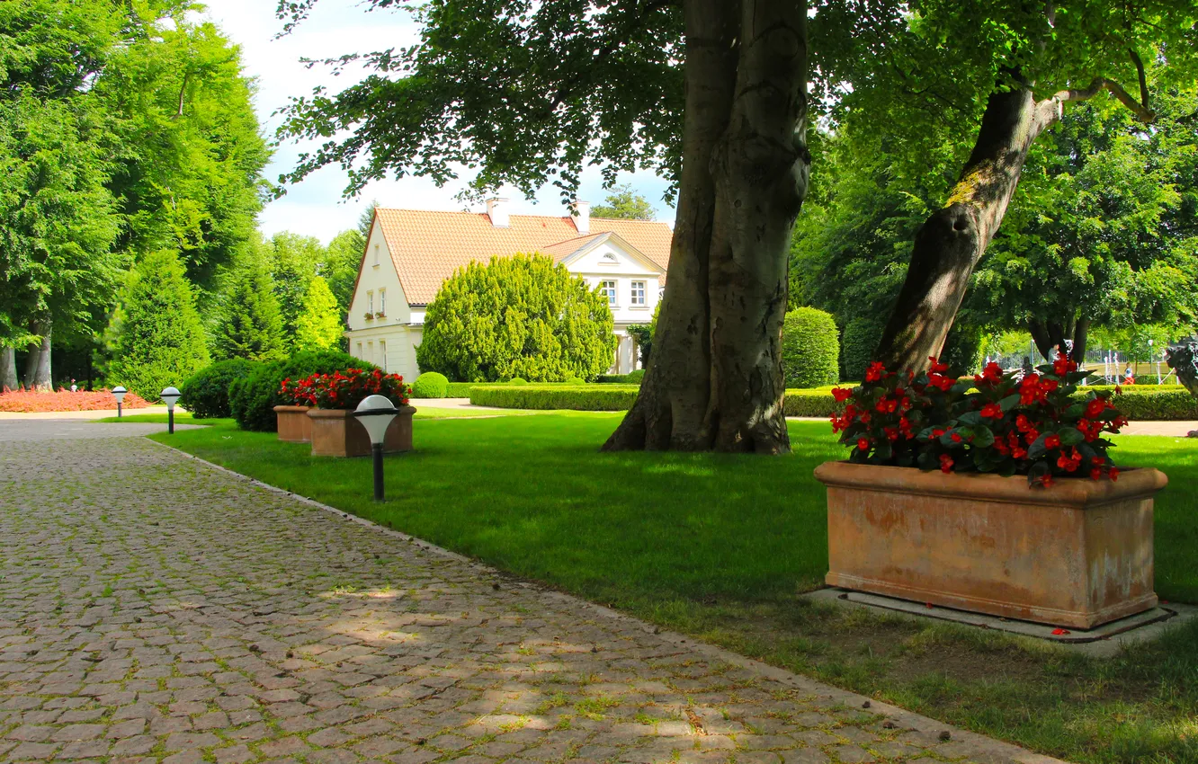 Фото обои flower, park, alley