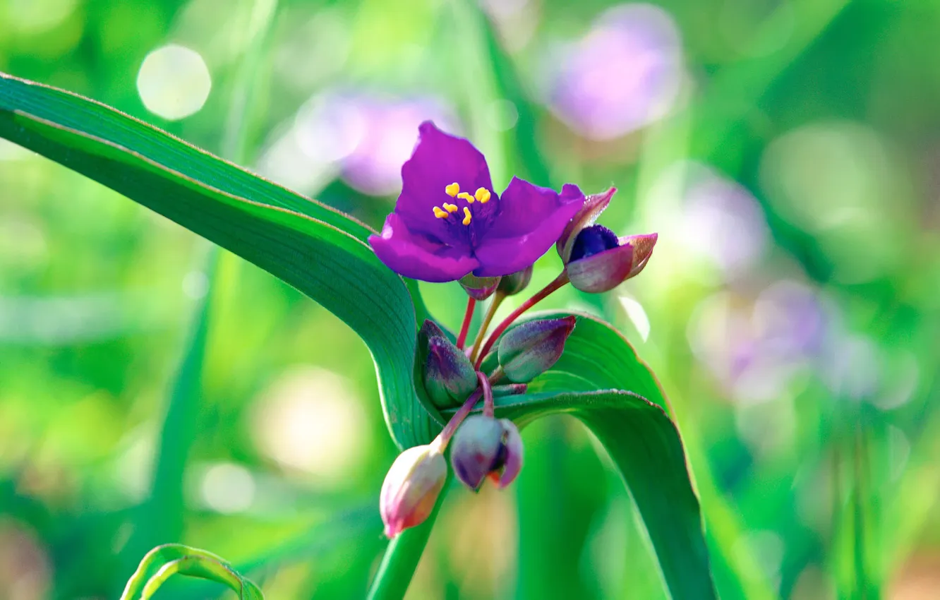Фото обои зелень, цветок, фиолетовый, макро, природа, зеленый, растение, росток