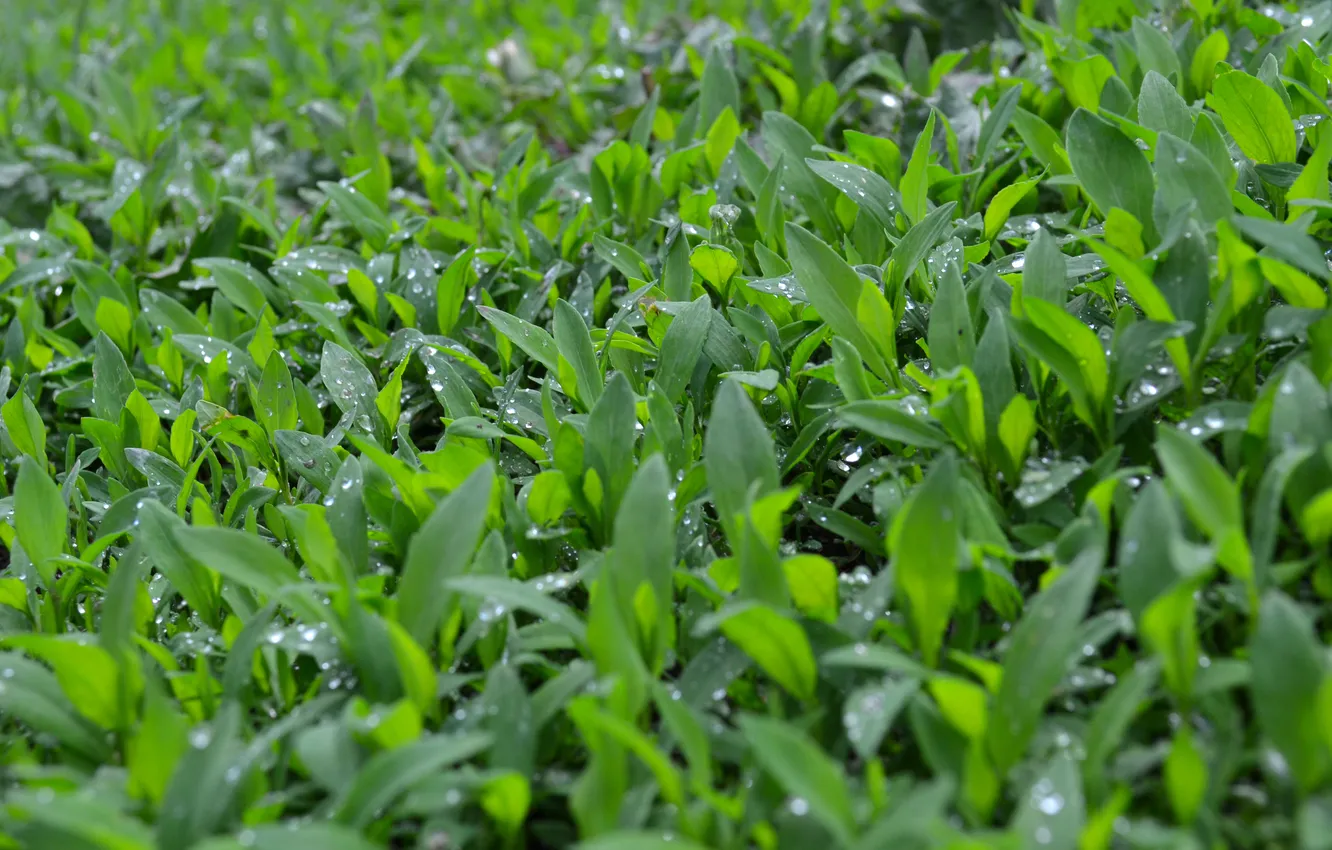 Фото обои трава, природа, дождь