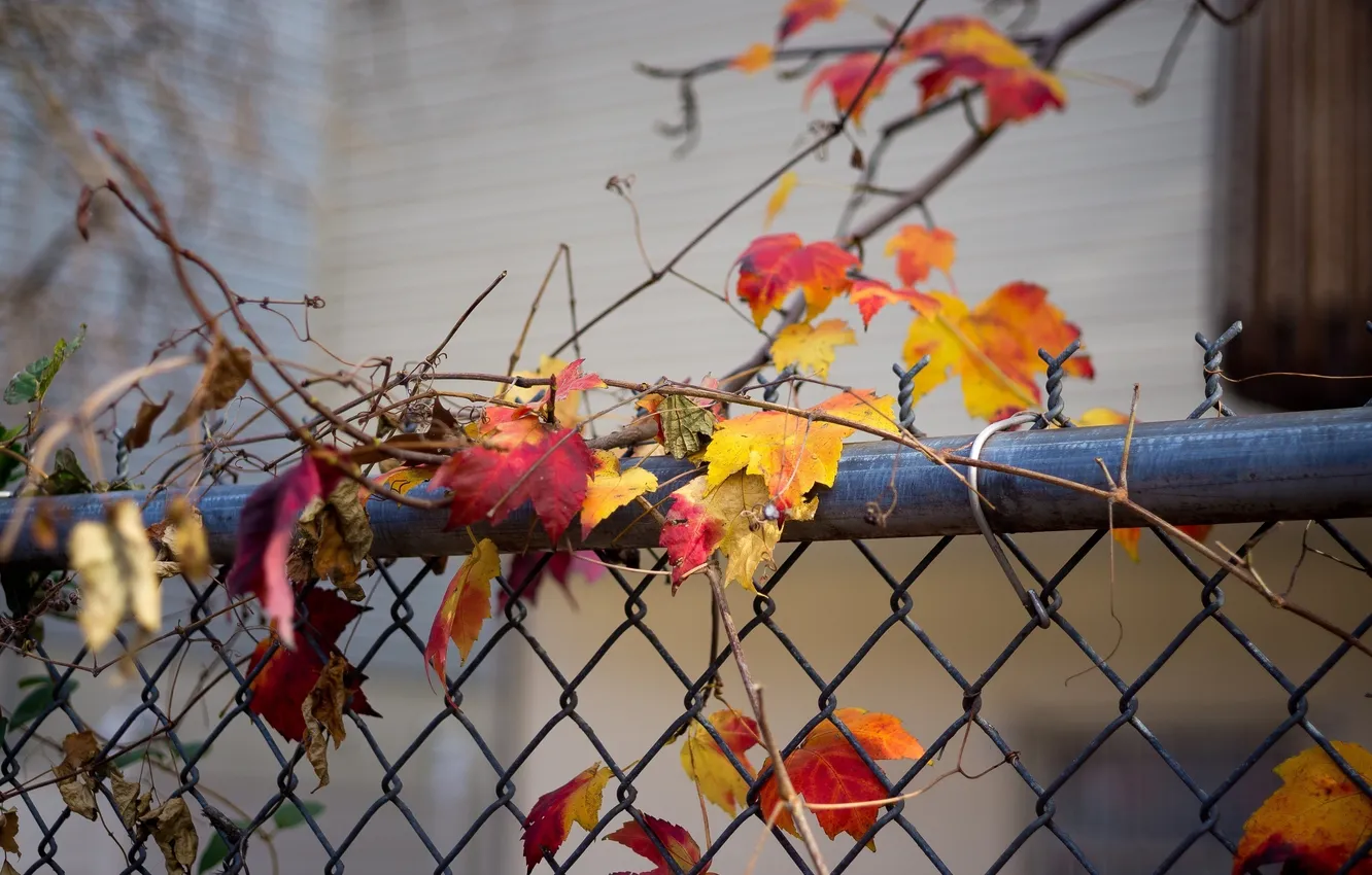 Фото обои осень, листья, цвета, макро