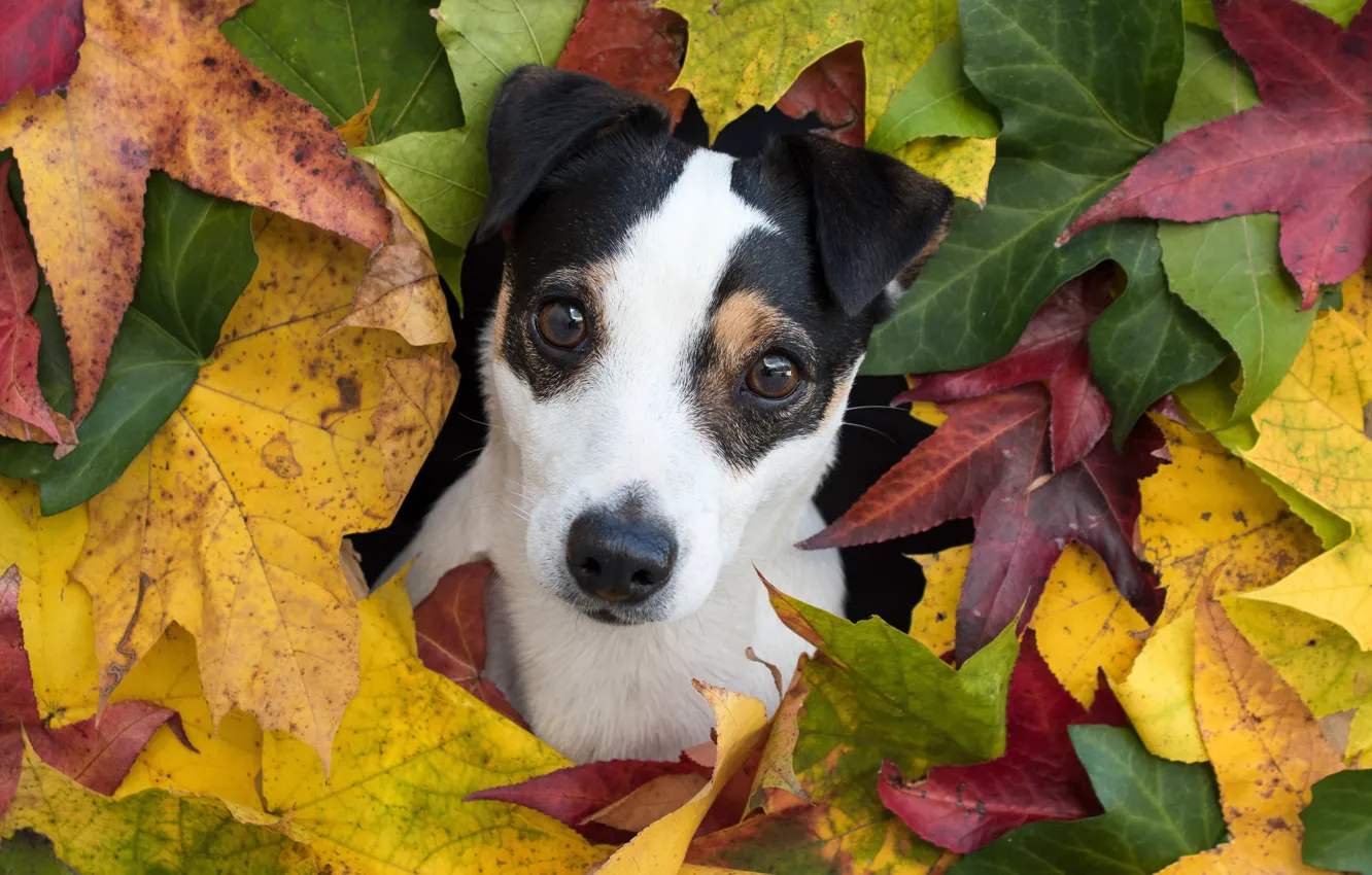 Фото обои взгляд, портрет, собака, щенок, мордашка, осенние листья, джек-рассел-терьер