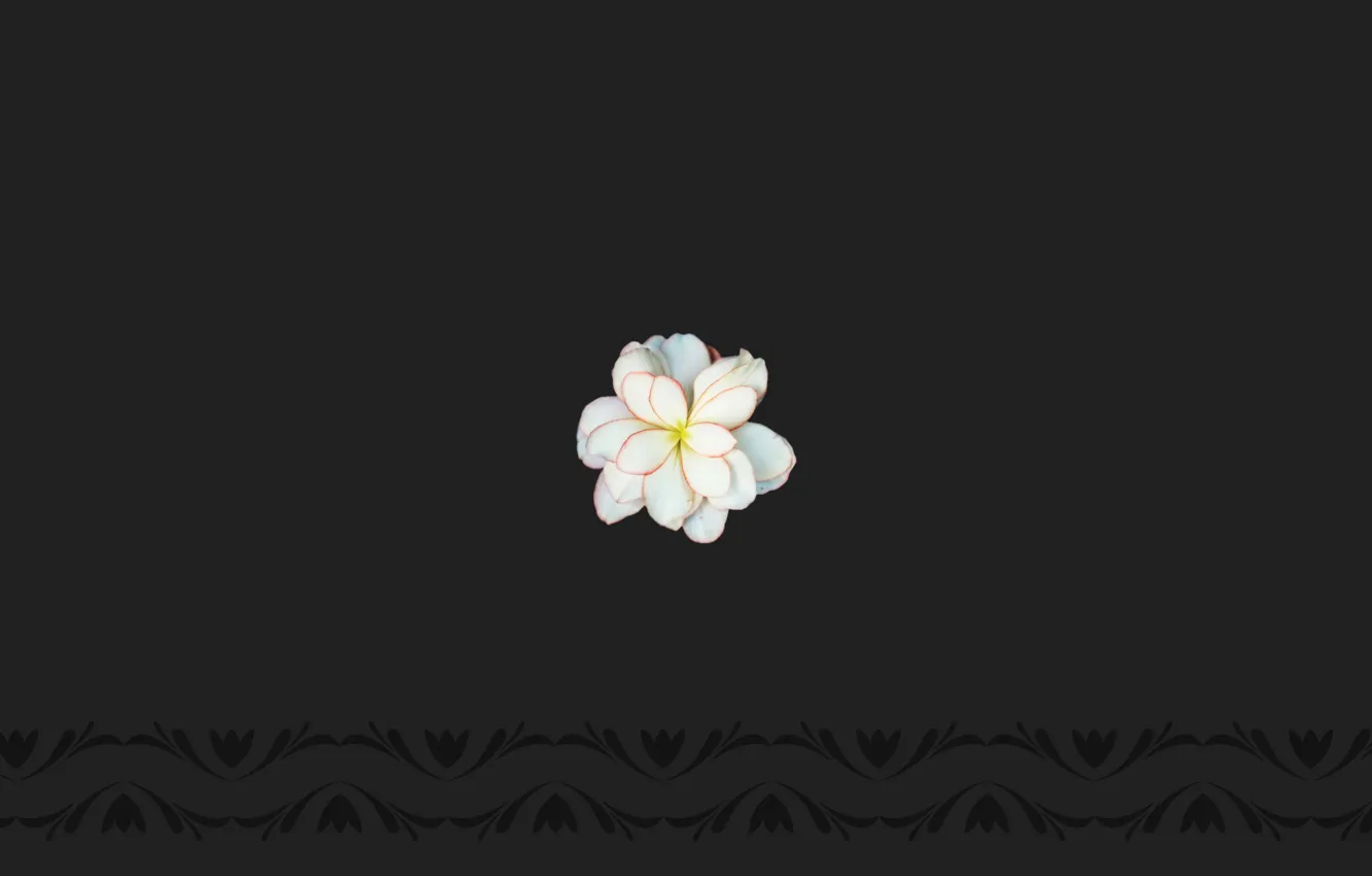 Фото обои flower, flower texture, frangipani flower