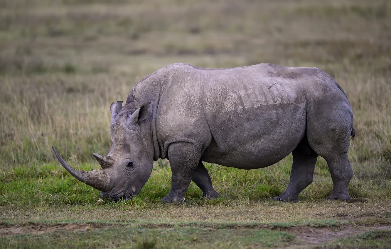 Фото обои rhinoceros, giant, mammal