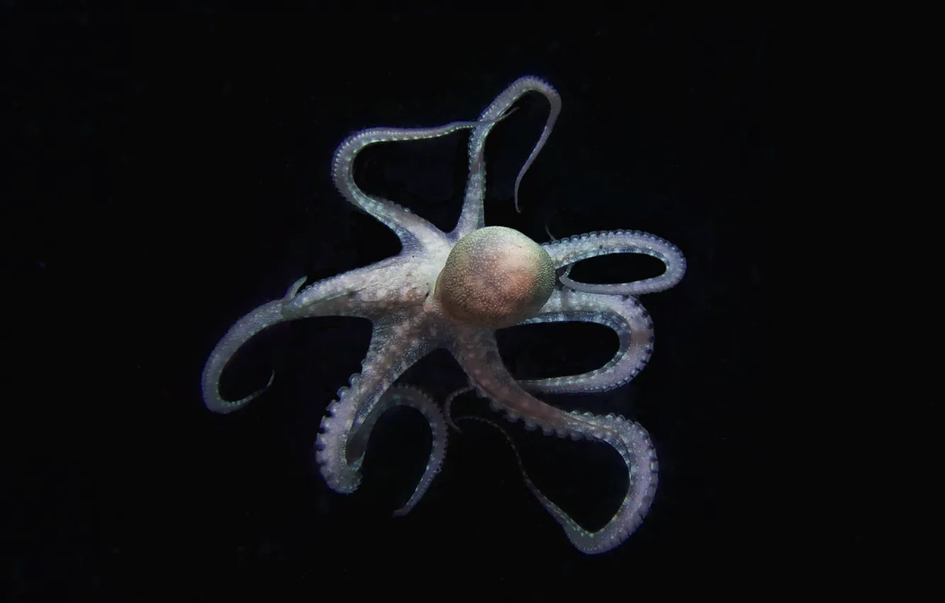 Фото обои dark, Octopus, tentacles
