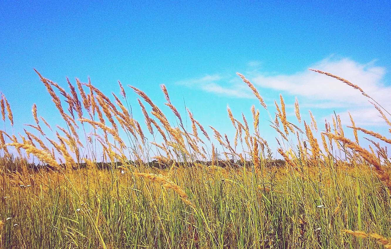 Фото обои небо, трава, облака, пейзаж, синева, жара, Поле, колосья