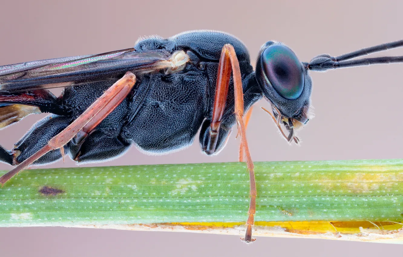 Фото обои exoskeleton, legs, close-up, nature, eyes, wings, macro, fly