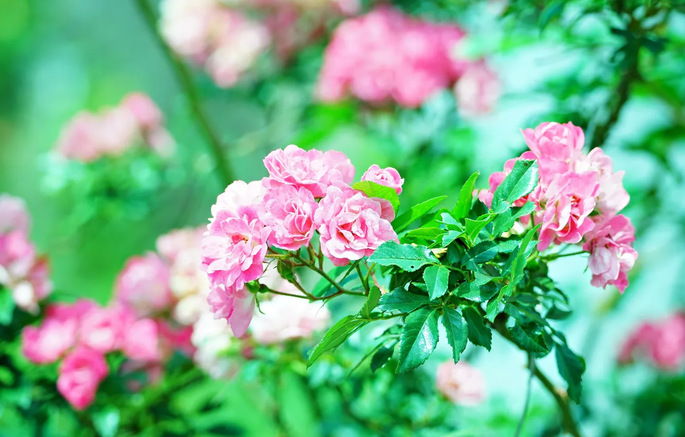 Фото обои зелень, листья, цветы, ветки, розы, розовые, много, боке
