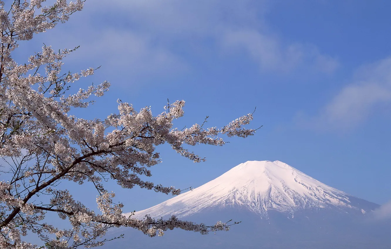 Фото обои снег, цветы, вишня, дерево, гора, вершина