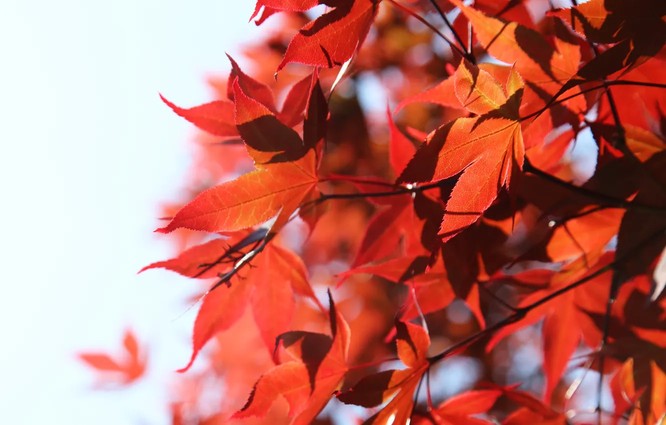 Фото обои природа, белый фон, красные листья, веточки