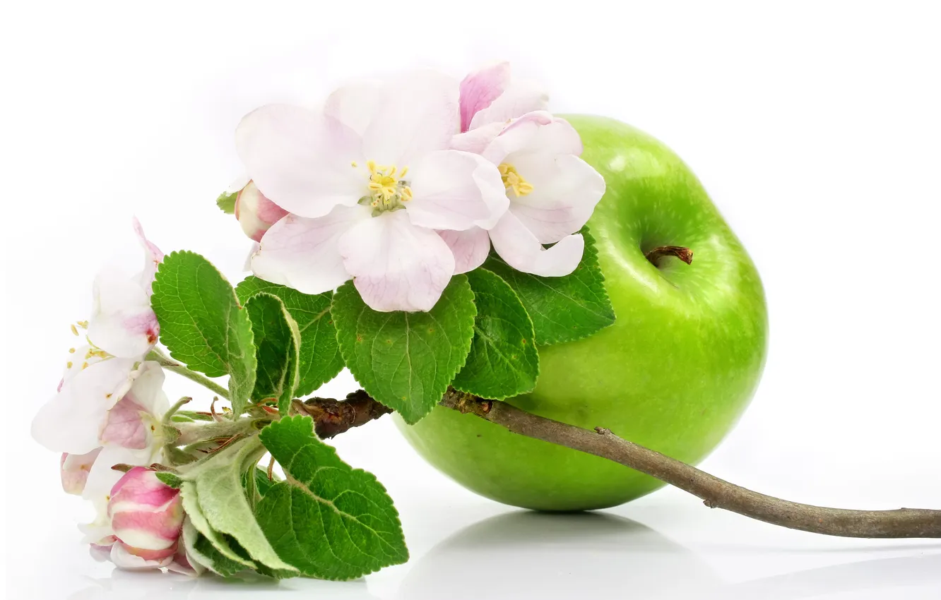 Фото обои цветы, яблоко, ветка яблони