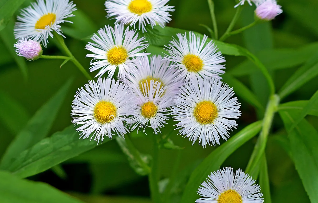 Фото обои Цветочки, Белые цветы, White flowers