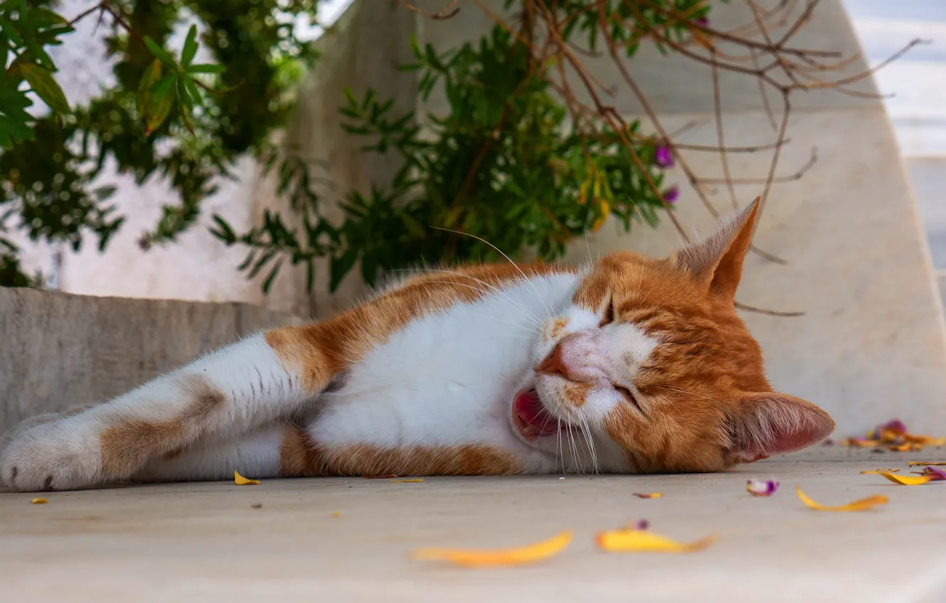 Фото обои язык, кошка, кот, морда, листья, ветки, отдых, улица