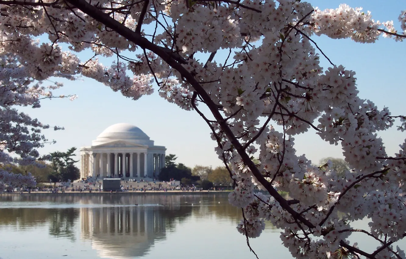 Фото обои цветы, Вашингтон, США, вишни, USA. Washington DC, Мемориал Джефферсона
