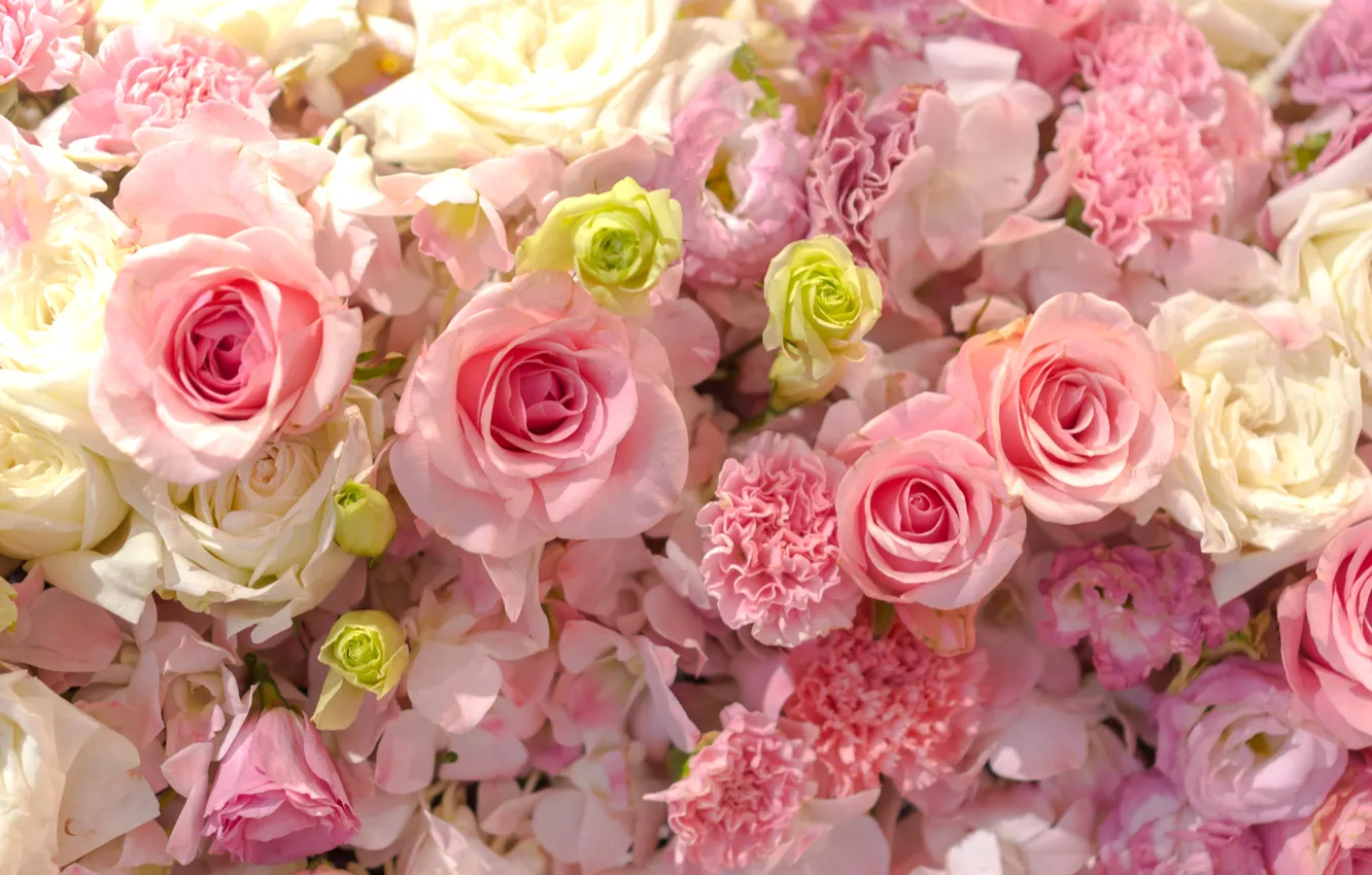Фото обои фон, нежные, бутоны, pink, roses