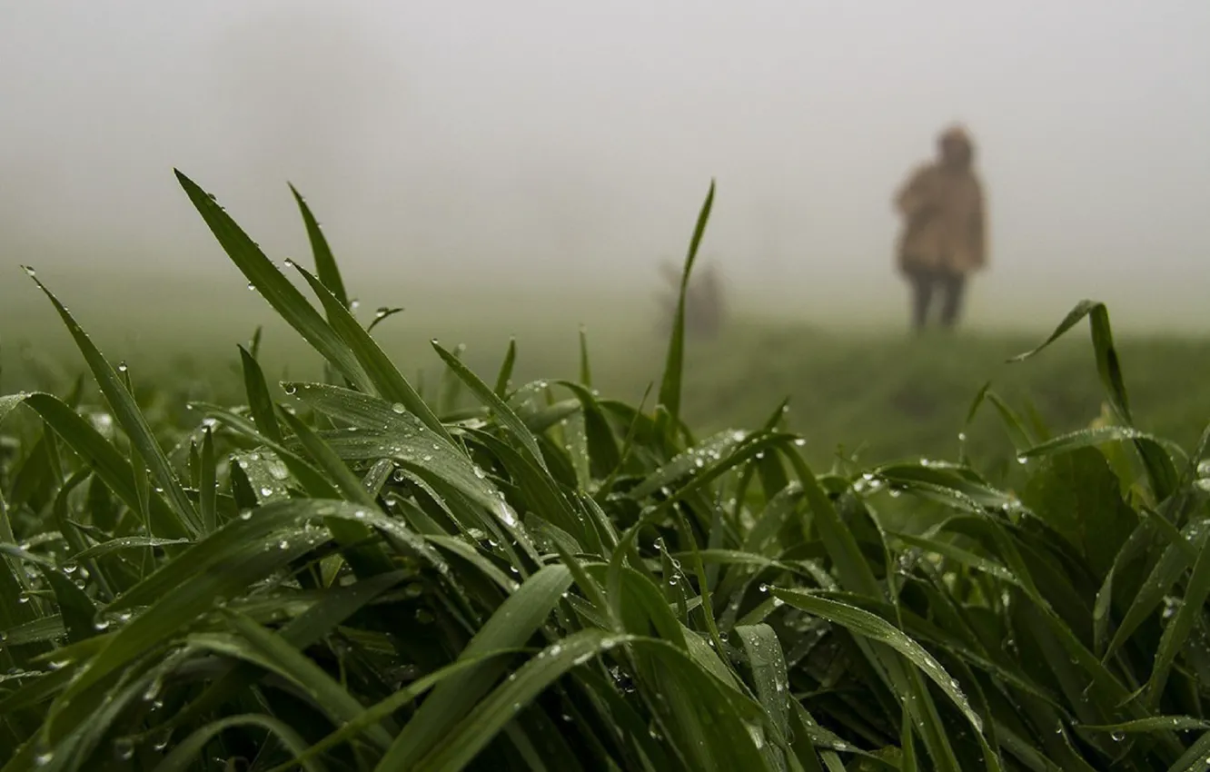 Фото обои зелень, лето, трава, капли, природа, туман, дождь, листва