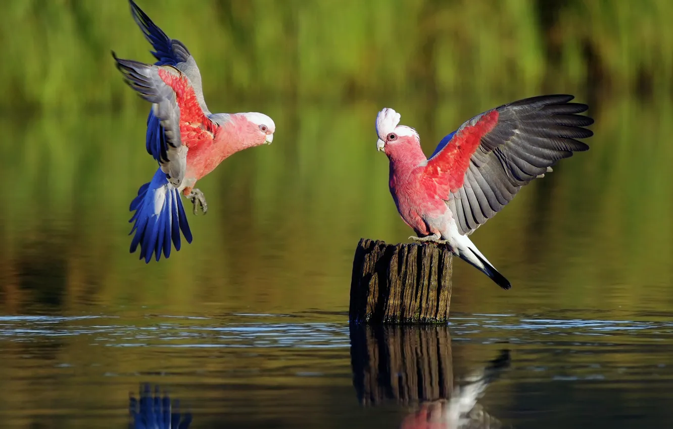 Фото обои птицы, река, игры, попугаи, розмытость
