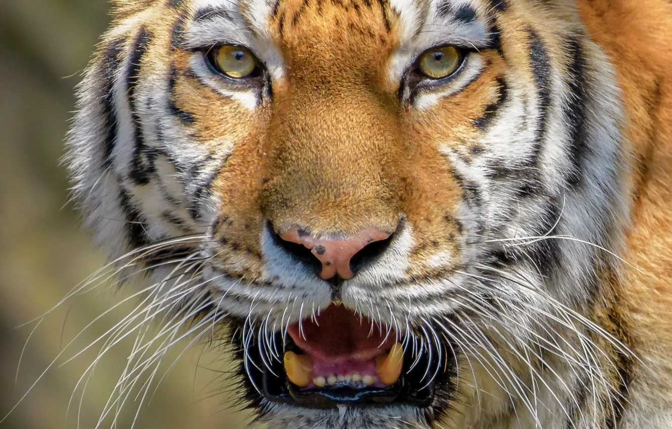 Фото обои взгляд, морда, крупный план, тигр, дикая кошка