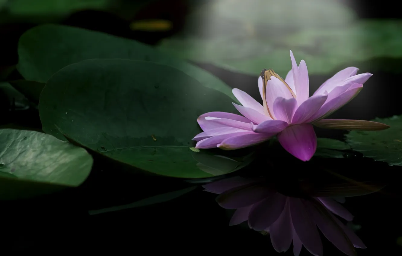 Фото обои цветок, листья, цветение, водоем, водяная лилия