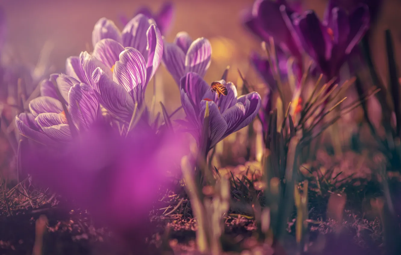 Фото обои цветы, пчела, поляна, весна, фиолетовые, крокусы, насекомое, сиреневые