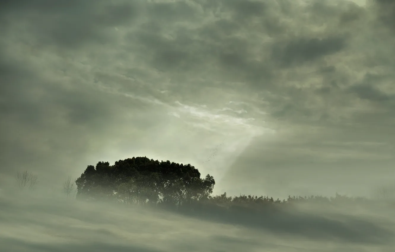 Фото обои лес, деревья, природа, туман, пейзажи, вид, forest, fog