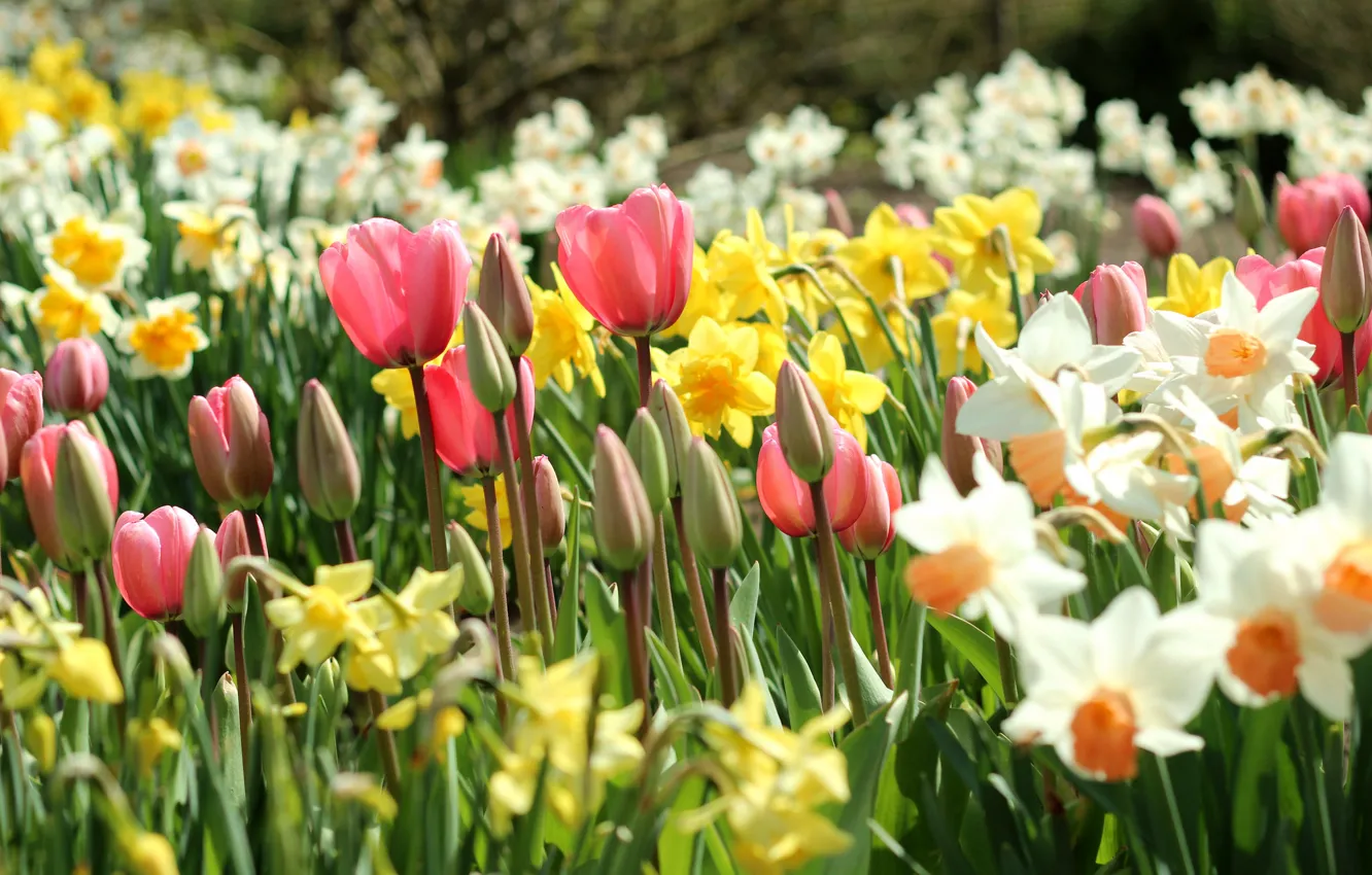 Фото обои весна, тюльпаны, бутоны, нарциссы
