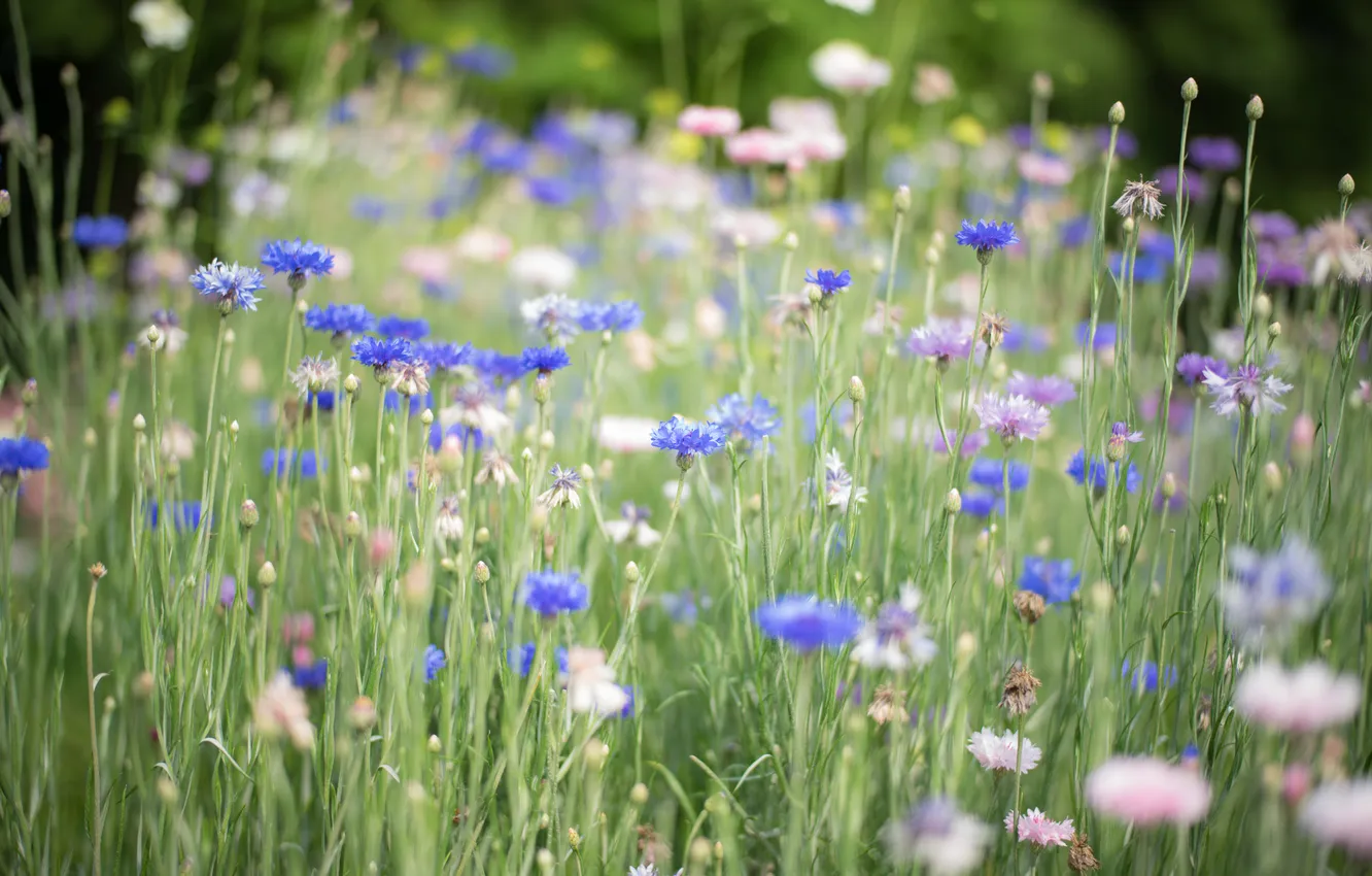 Фото обои трава, цветы, голубые, синие