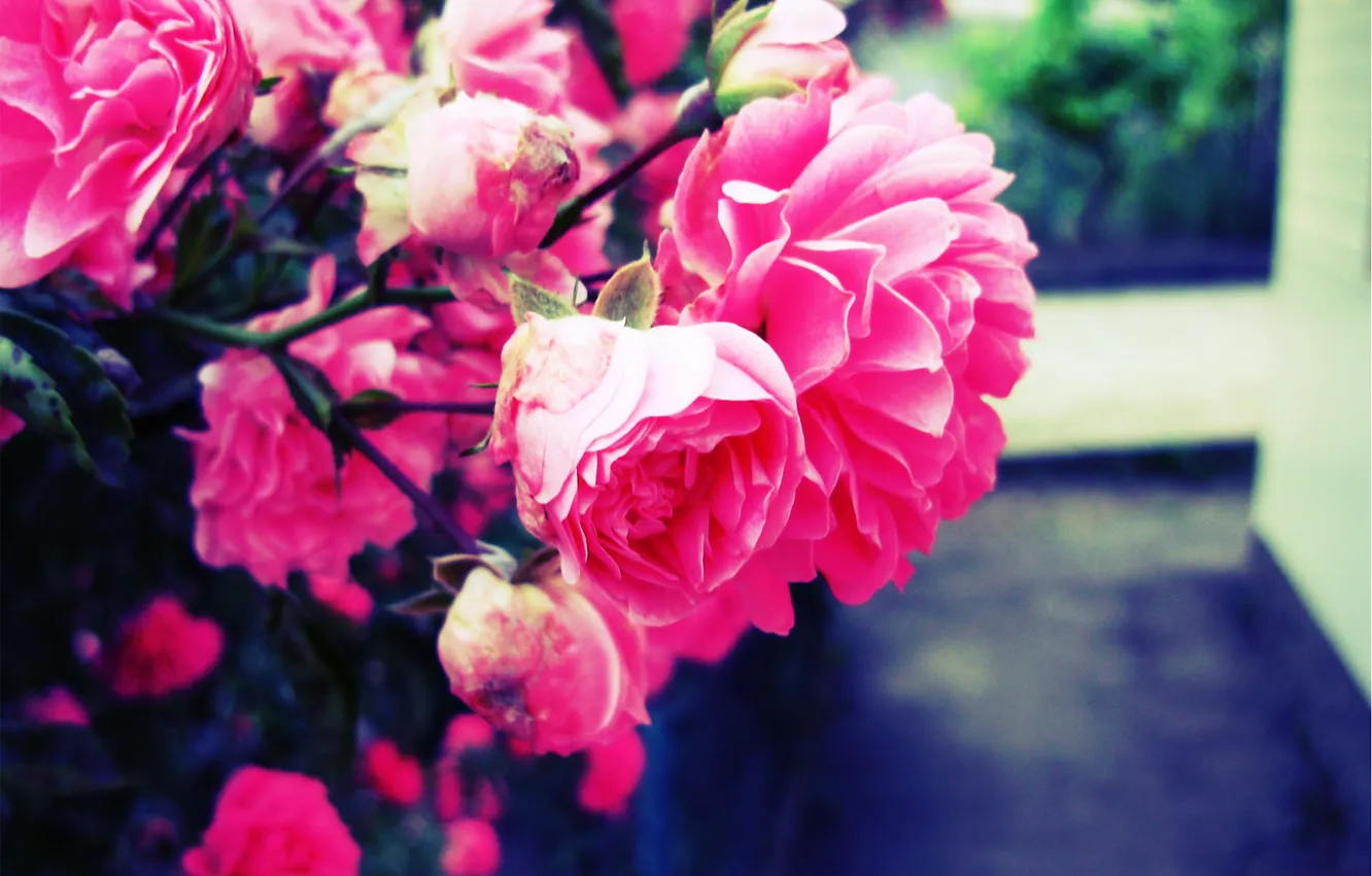 Фото обои цветок, розовый, Роза, размытие
