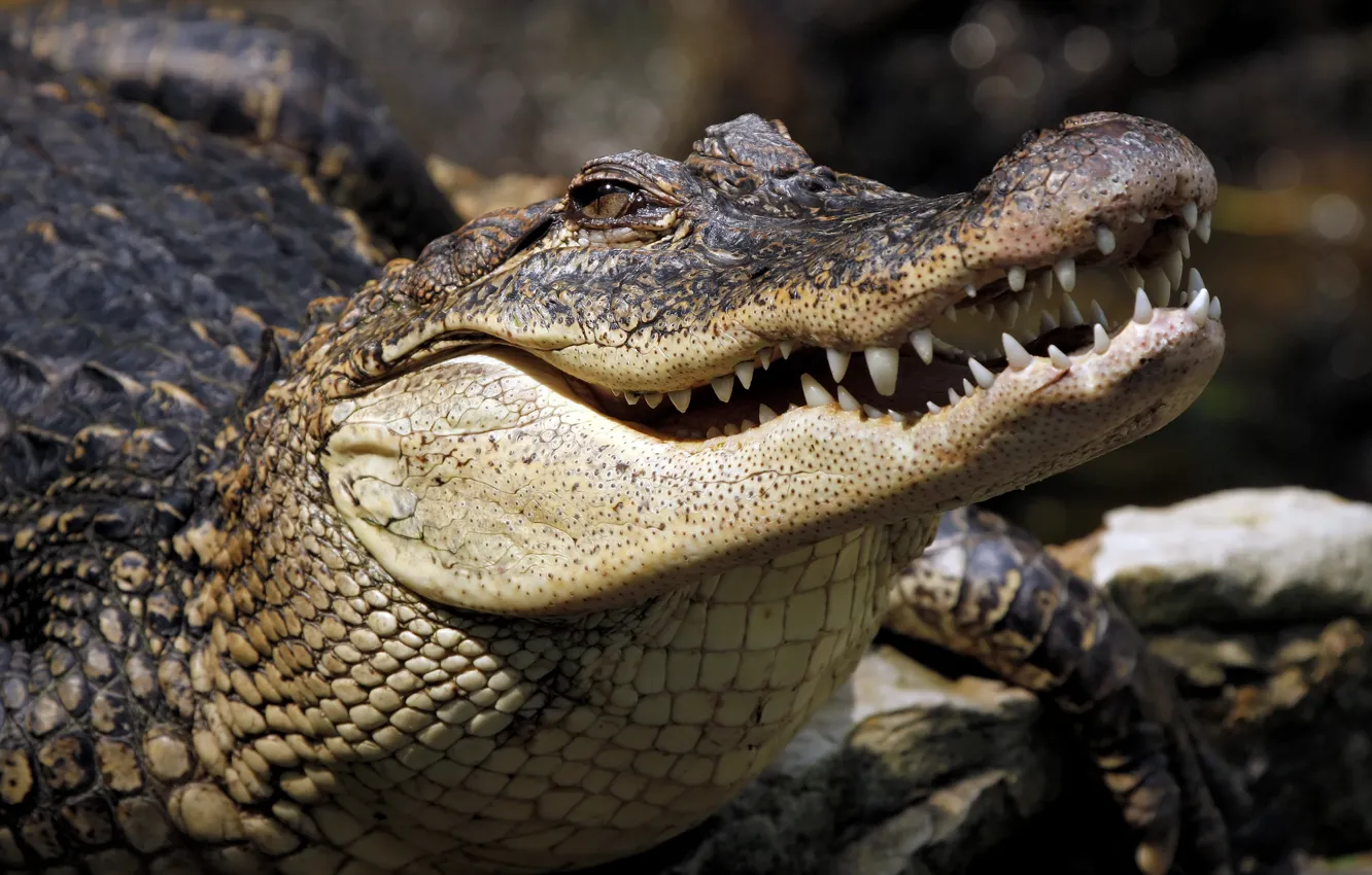Фото обои lizard, Crocodile, reptile