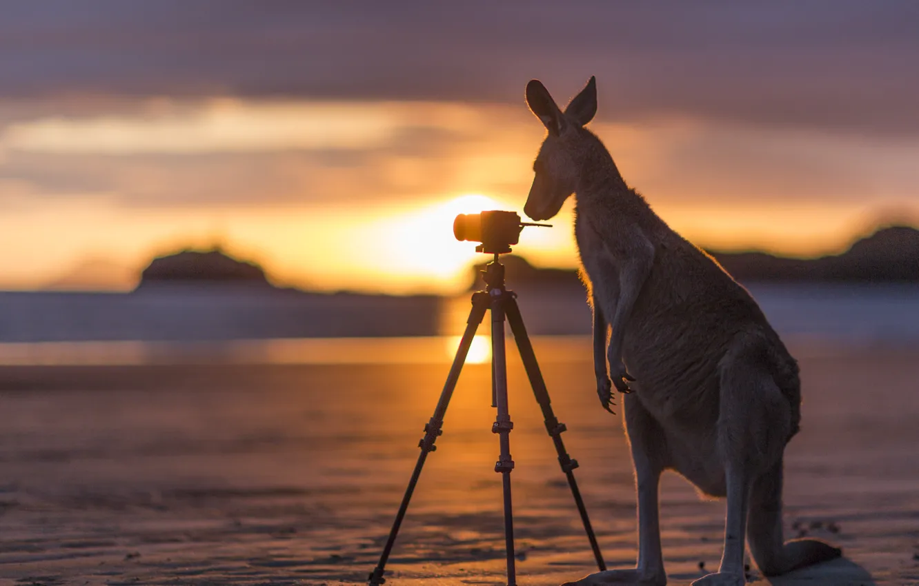 Фото обои Закат, Австралия, Australia, Кенгуру, Daintree National Park, Kangaroo, Myall Beach, Kangaroo checking out camera