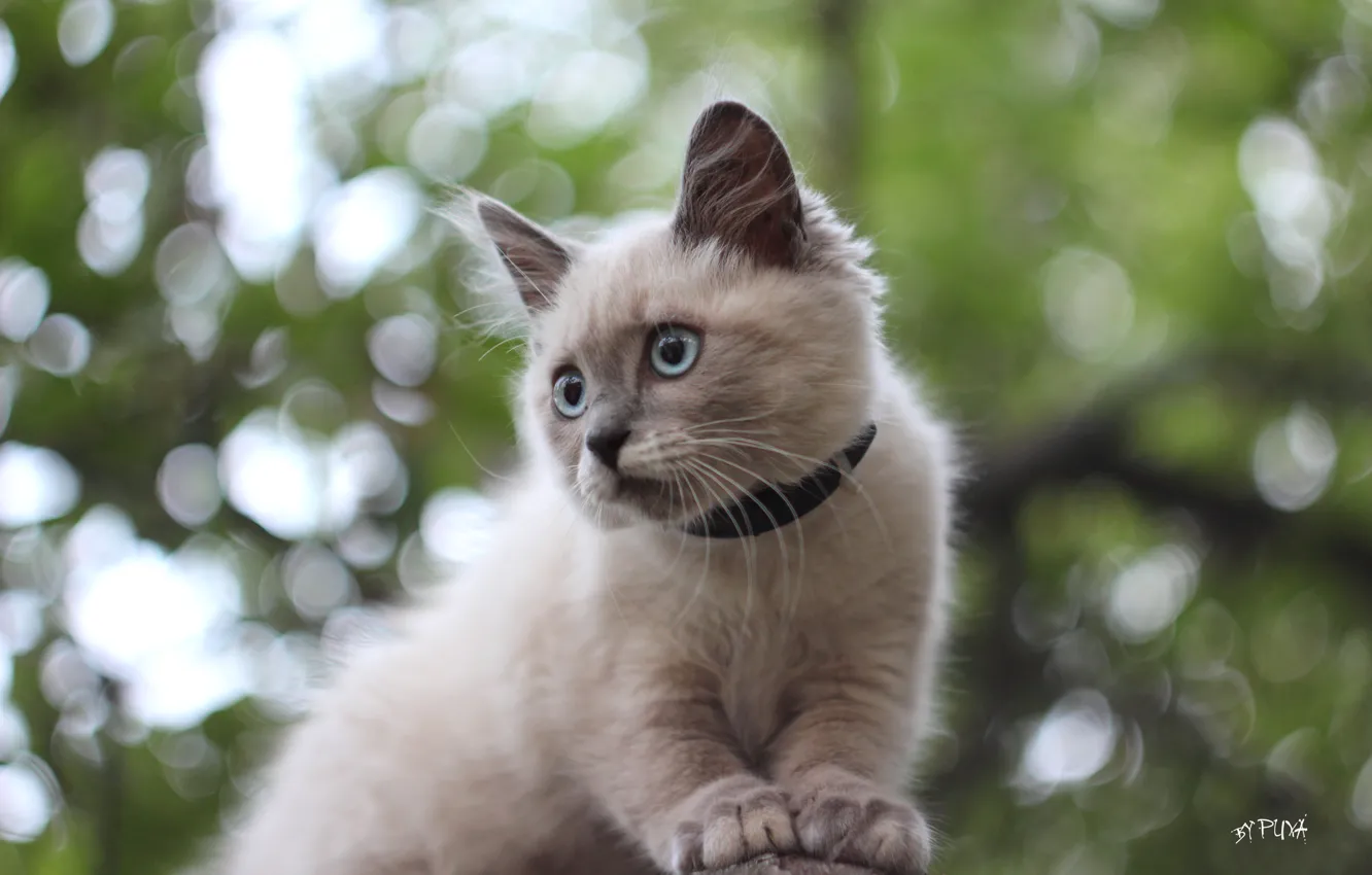 Фото обои Кошка, котёнок, на дереве, голубоглазая, боке, сиамская