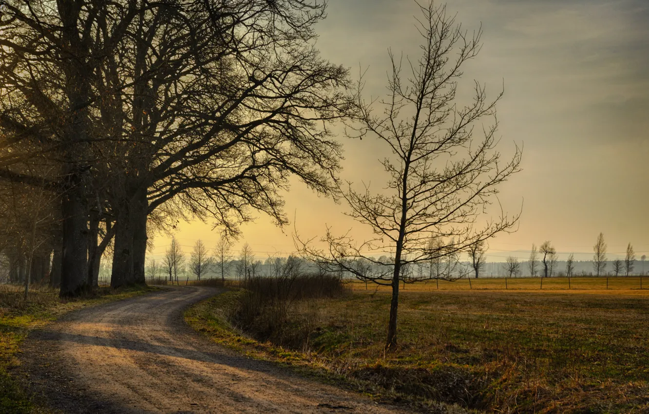 Фото обои дорога, поле, деревья, закат, Осень, road, trees, field