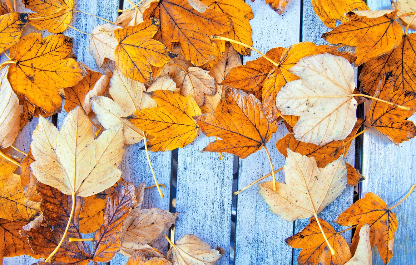 Фото обои осень, листья, фон, дерево, colorful, клен, wood, background
